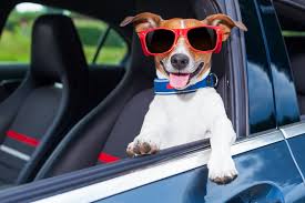 Best Cars for Dogs – Dog-Friendly Cars Worth Leasing